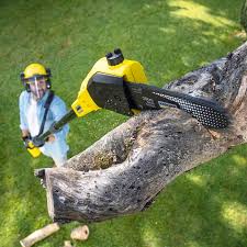 Best Tree Removal Services  in Lincoln Park, NJ